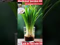 #medicinalplants #herbalmedicine #garden #herbalremedies #fruit #plants #vegetables #gardening