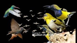 Buktikan ! Burcil Dijamin Gila Denger Audio Ini #sogon #pleci #konin Pasti Ribut Nempel Pikat