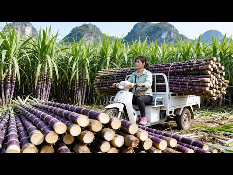 Harvesting Lots of Purple Sugarcane | Transporting by Motorbike to Sell at Market