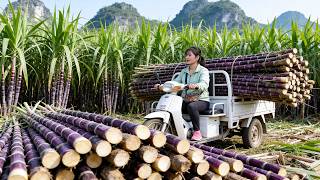 Harvesting Lots of Purple Sugarcane | Transporting by Motorbike to Sell at Market