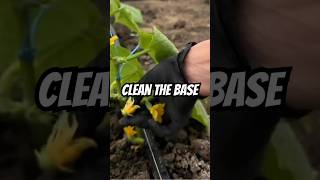 The reason your cucumbers stop growing #gardenhacks