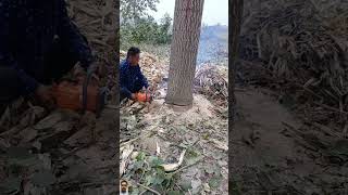 tree cutting #downtree #cuttingtree #chainsaw