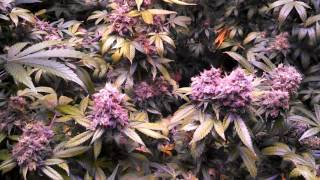Topping tips. Perfect Sun LEDs in action.