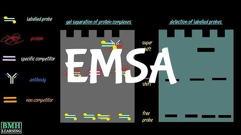 Gel Mobility Shift Assay | EMSA | Electrophoretic Mobility Shift Assay |