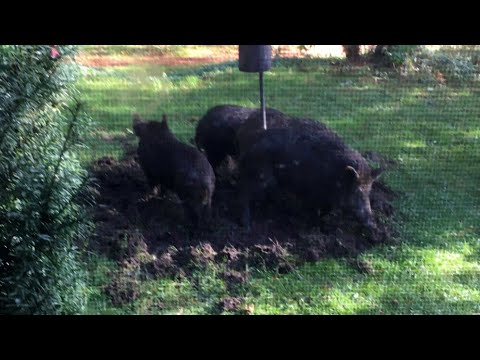 Group of wild boars seen east of Toronto sparks concern