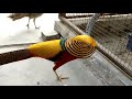 Beautiful birds surkhab