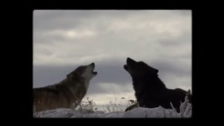 DNA Guarantee - Kodi Rhianne [ legendado ]