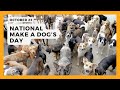 Celebrate National Make A Dog's Day 🐶 - October 22