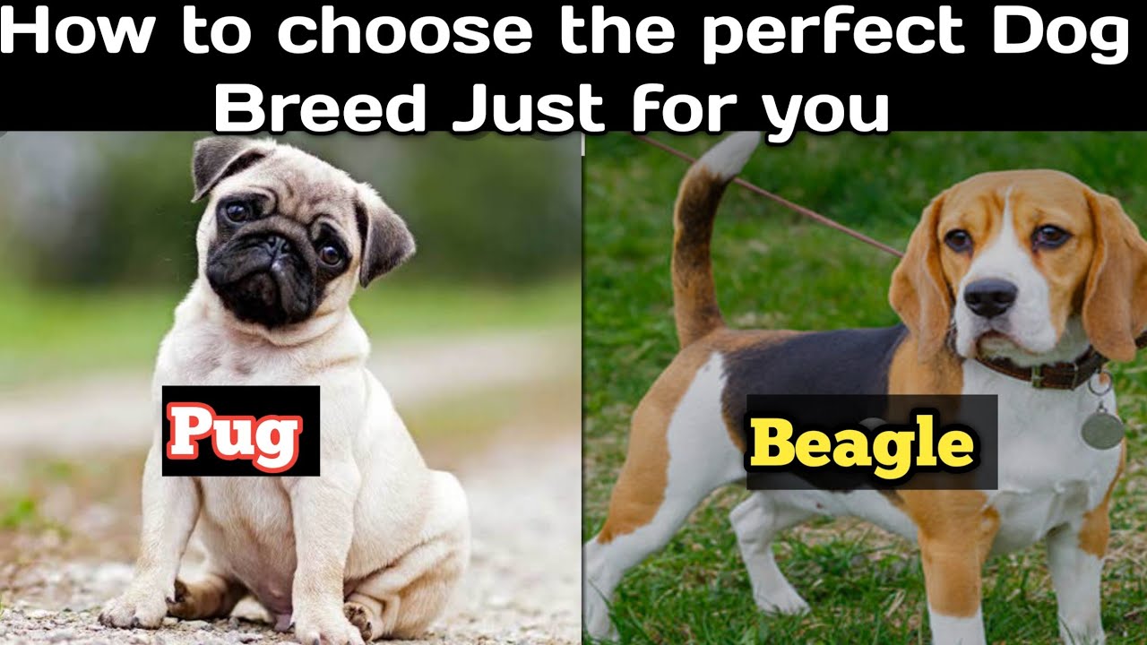 How to choose the perfect Dog Breed Just for you Which one is Best