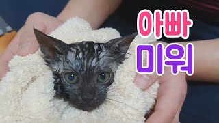 First bath of a baby cat