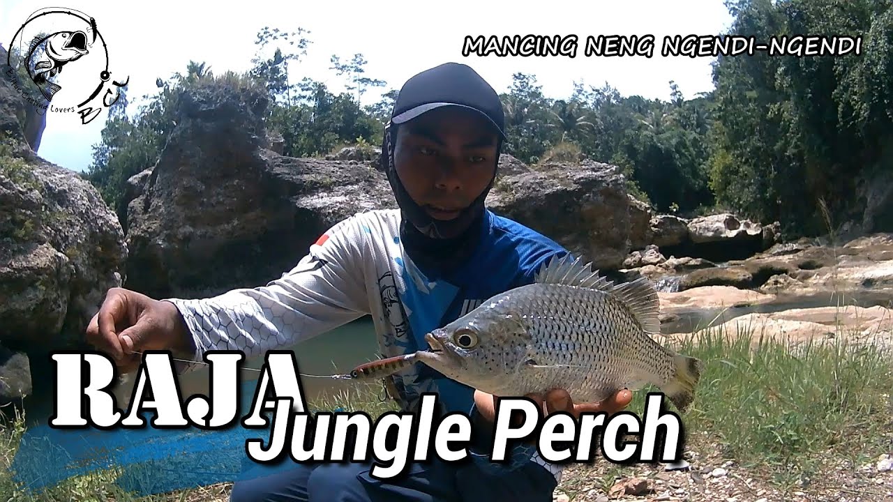 ULTRALIGHT FISHING IKAN JUNGLE PERCH - Mancing liar ikan langka-Bersama Mancing Patria 