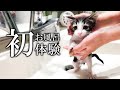 【保護猫】子猫初めてのお風呂で絶叫!