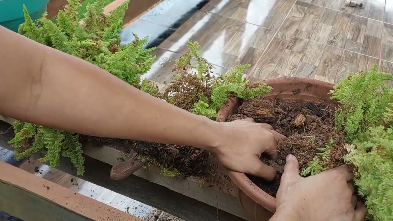 samambaia com as folhas queimada O QUE FAZER?