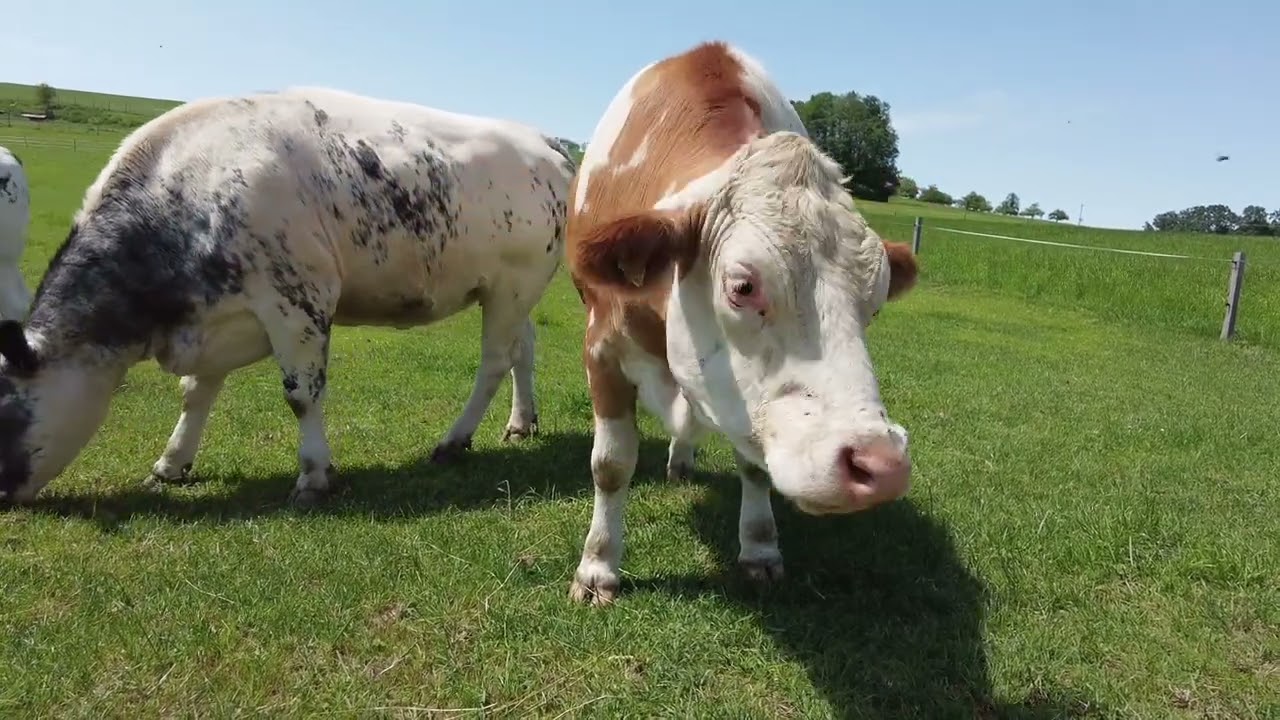 Wanderung um den  Rinsersee  wo die Welt noch in Ordnung ist.