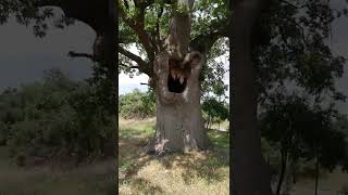 Denizli Tavas Balkıca 1000 Yaş Civarında Olduğu Söylenen Büyük Palamut Ağacı