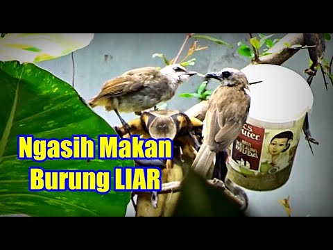 Video: Pemberian Burung Liar - Cara Menarik Burung Di Taman