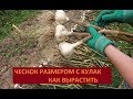 ЧЕСНОК РАЗМЕРОМ С КУЛАК-  КАК ВЫРАСТИТЬ