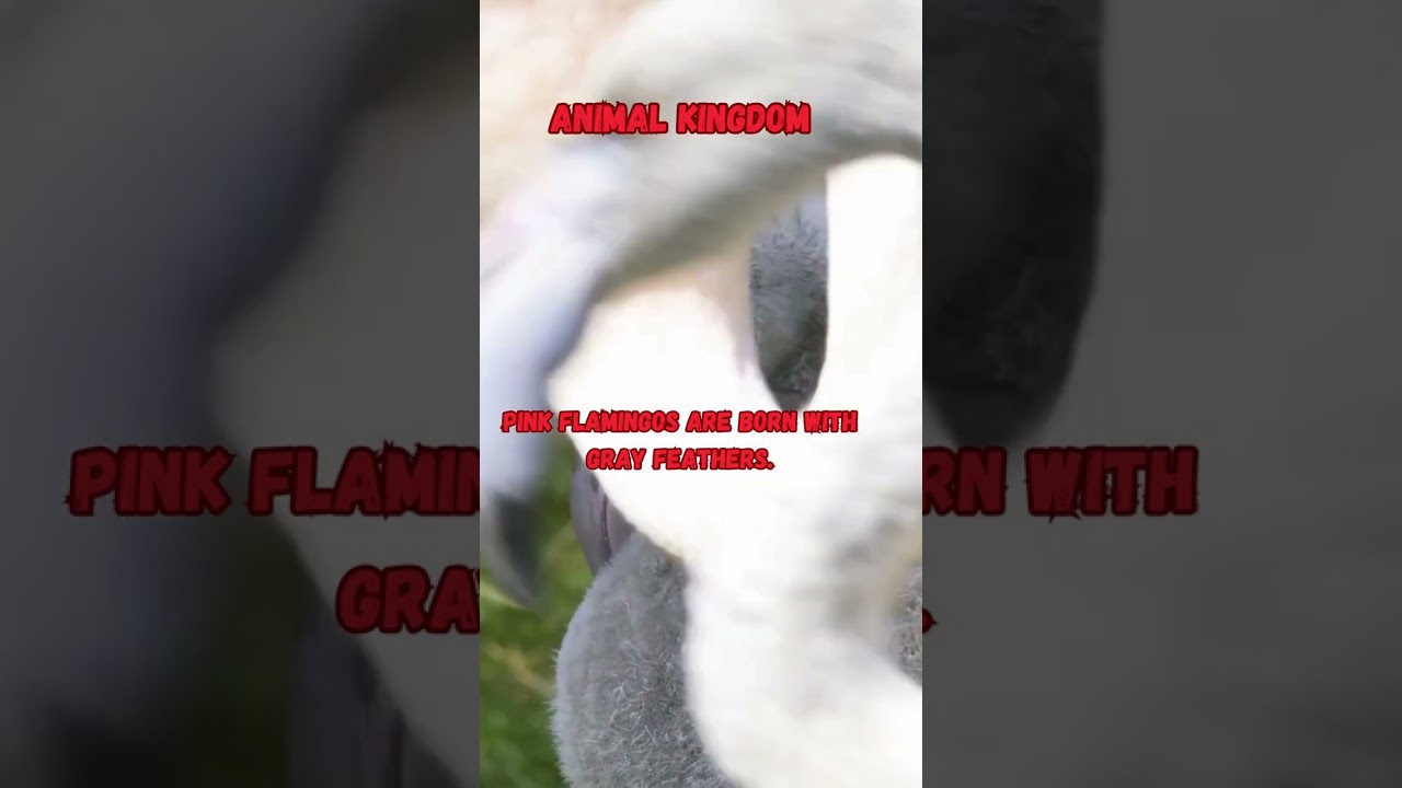 Flamingo Fascination: The Gray Beginnings