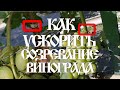 Как ускорить вызревание винограда. Перетяжка и кольцевание