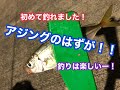 【アジング】アジ目的だったのに・・・初めて釣れた魚！