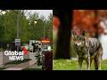 Coyote bites child in the head during attack near Toronto, retreats into woods