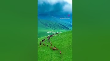الاعراب اشد كفرا🥺🎧سورة التوبة ♥تلاوة خاشعة نادرة للشيخ سعود الشريم ☘️🌤