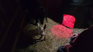 Maleficent is a Mama, Meet Jem by Tilly's Tiny Family Farm 16 views 5 days ago 2 minutes, 9 seconds
