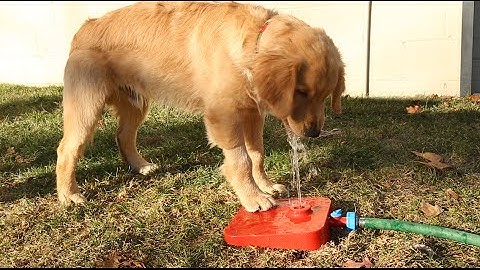 Introducing Pawcet by Quirky