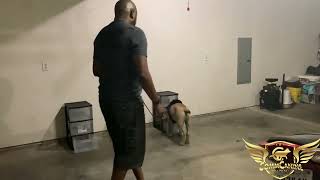 Ragnar: Intro to Scent Detection (Imprinting)