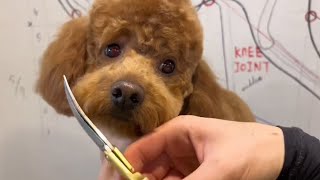 Poodle Puppy Grooming | Puppy Grooming | Dog Grooming by Puppy Groomy 132 views 1 year ago 2 minutes, 23 seconds