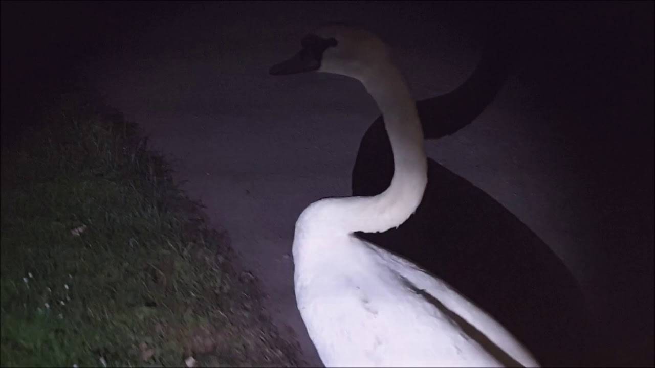 Walking with a Swan (a rescue story)