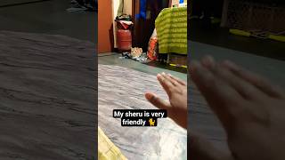 my big 🐈 cat name is sheru ❤️ very friendly 😘 #adoptstrays #cutecat #catlovers