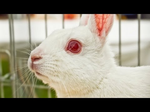 Vídeo: Olhos Vermelhos Em Coelhos