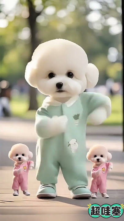 cute dance #cute to the extreme #cute pet debut plan #dog dancing video #The bear turned cute #04