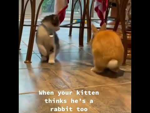 Tavşanı taklit eden sevimli kedi