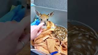 This Mother Deer Rejected Her Baby... And The Reason Shocked Everyone🥹🦌