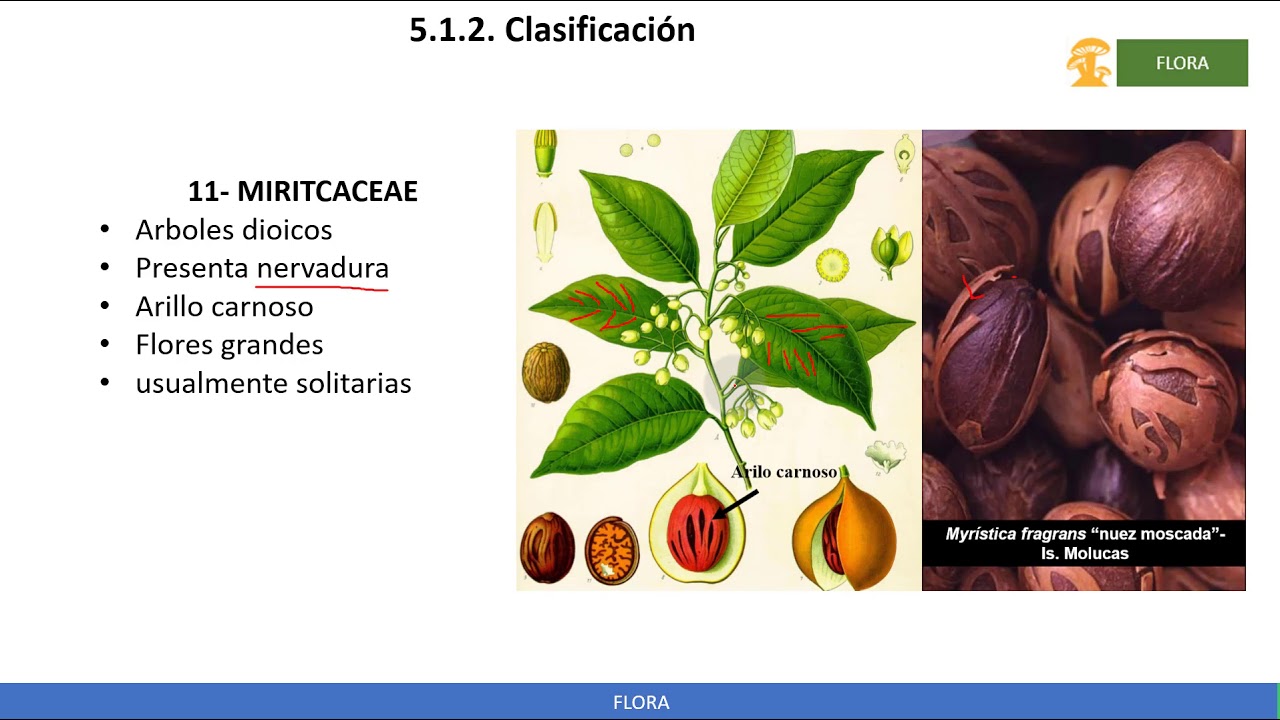 Clase flora  Magnoliales del 14 al 21 de diciembre (parte 1/2)