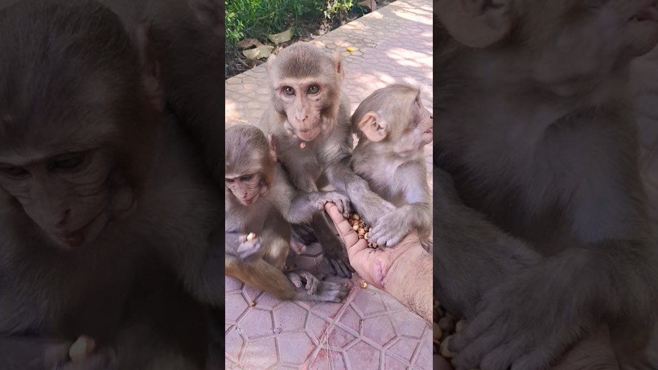 Three small monkeys are eating chickpeas.#bandar #monkey #monkeyvideo #animals