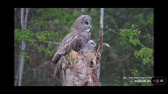 Owlet head-bobbing/triangulating: Moments from Great Gray Owl Nest 2025 - explore.org