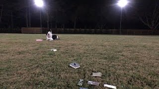 Disc Dog Training - Fixing a Latent Drop with Obi