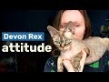 Talkative attention seeker | My life with Devon Rex の動画、YouTube動画。