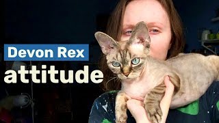 Talkative attention seeker | My life with Devon Rex