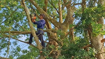 Cưa cây Xanh siêu khủng khó cưa / Sawing green trees is super difficult to cut | T931