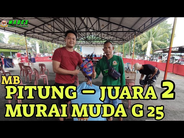 MB PITUNG - MILIK OM HILMAN JUARA 2 || MURAI MUDA G25 RGN class=