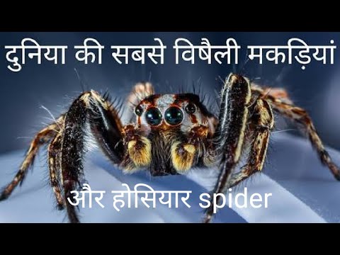 वीडियो: ब्राज़ीलियाई केला मकड़ी