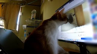 When show a bored cat a video of the cat she used to live with... by あいねこ.Aineko 1,344 views 1 month ago 3 minutes, 55 seconds