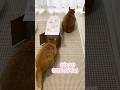 猫さんが猫さんにドッキリ仕掛けます