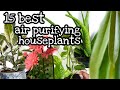 Best indoor plants for Clean air//air puriefier plants+names+mga pangalan ng halaman