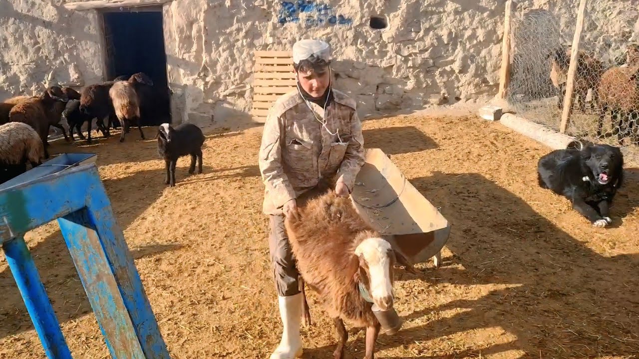 Sheep, Dogs, and the Secret Life of Iranian Villages