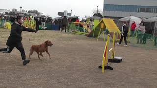 20230305_DogAgility_Biggner1_OK